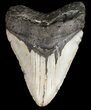 Bargain, Megalodon Tooth - North Carolina #52287-1